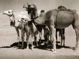 The Sahara Camel, Youngsters Have Black Noses and Later Changes to All Over Creamy White