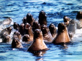 Seals Swim in Alaskan Oil Slick Following the Exxon Valdez Shipping Disaster, April 1989