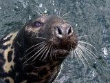 Sammy the Seal in Bangor Marina, July 2002