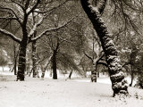 Queens Park Manchester in the Winter
