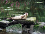 A Seal Spotted in the River Clyde at Dalmarnock Sits on a Rock and Stares at the Camera, 1996