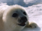Seals