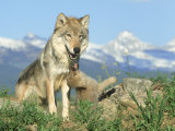 Buy Grey Wolf, Wolf with Pup, USA at AllPosters.com