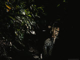 Camera Trap Shot of a Passing Leopard
