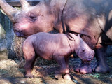 Kei the Baby Rhino Pictured at Edinburgh Zoo with Mum, Umfolozi, November 2000