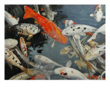 Buy Koi Carp at AllPosters.com