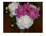 Bouquet Of Fresh Pink & White Peonies