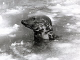 Seal Swimming in Ice Due to Cold Weather at London Zoo, January 1982