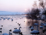Swans and Ducks, Yorkshire 1978