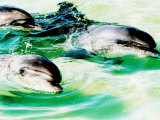 Three Dolphins are Kept in a Pool Just 2 Feet Deep in a Fun Park in Malta, 1993