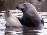 Seals on the Farne Island off the Northumberland Coast in Northern England, November 1972