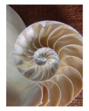 Nautilus Shell
