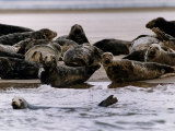 Pollution-Suffering Seals in Dee Estuary off the Chashire Coast, September 1992