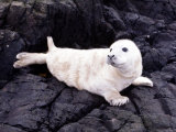 Seals on the Farne Island off the Northumberland Coast in Northern England, November 1972