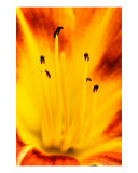 Burning Lily