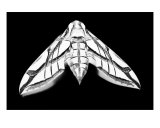 Moth Negative