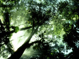 Buy Cloud Forest, Venezuela at AllPosters.com