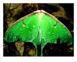 Luna Moth After A Rain