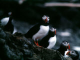 Puffins