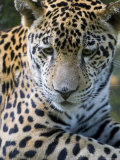 Buy Wildlife in Belize, Jaguar at AllPosters.com