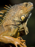 Belize, San Iguacio, Green Iguana