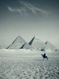 Camel and Giza Pyramids, Giza, Cairo, Egypt