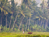 Man Ploughing, Candidasa, Eastern Bali, Indonesia