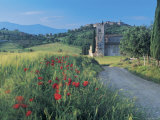 Poopies and Village, Tuscany, Italy