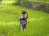 Man Carrying Firewood and Coconuts Through Rice Paddies, Bali, Indonesia