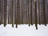 Winter Forest in Snow, Moscow, Russia