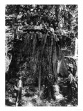 Lumberjacks prepairing Fir Tree for St. Louis World's Fair Photograph - Washington State