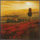 Shades of Poppies