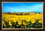 Buy Sunflowers Field, Umbria at AllPosters.com