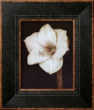 Buy White Flower at AllPosters.com