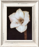 Buy White Flower at AllPosters.com