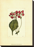Red Curtis Botanical IV