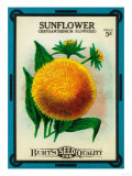 Sunflower Seed Packet