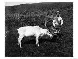 Buy Alaskan Eskimo and Captured Reindeer Photograph at AllPosters.com