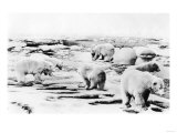 Alaska View of 6 huge Polar Bears Hunting Photograph