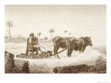 Buy Harvesting Corn, Vol.II, Arts and Trades of Description of Egypt, c.1822 at AllPosters.com