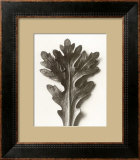 Buy Chrysanthemum Segetum, Feverfew at AllPosters.com