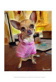 Chihuahua Bella