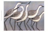Shore Birds II