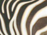 Stripes II