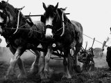 Buy Ulster Clydesdale Pulling a Plough, July 1983 at AllPosters.com