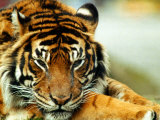 A Relaxed Tiger at London Zoo, April 1991