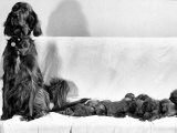 Wendy My Pride a Red Setter with a Litter of Eleven New Born Puppiesy London, December 1968