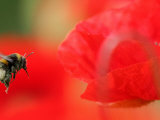 A Bumble Bee Hovers Over a Poppy Flower During a Summer Heat Wave in Santok, Poland, June 27, 2006