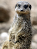 Buy Jenny the Meerkat Shows Her New Babies How to Stand at London Zoo, June 2005 at AllPosters.com