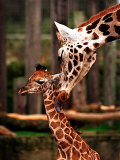 Baby Giraffe Being Licked by Mother, Edinburgh Zoo, January 1998